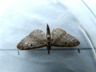 Goldenrod Pug